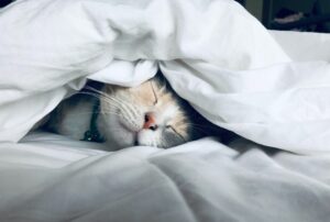 cat sleeping in bed with covers