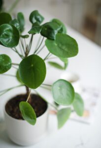 Money plant
