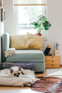 cozy picture of chair and dog on dog bed