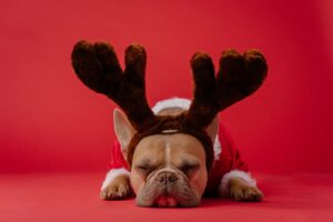 small dog sleeping with raindeer horns on