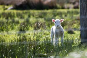 single lamb standing in green field