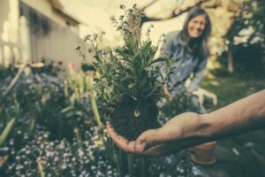 hand holding a plant with dirt