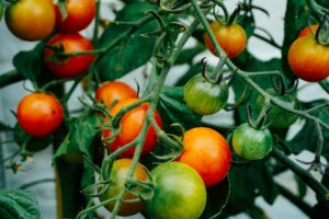 cherry tomatoes ripening on the vine