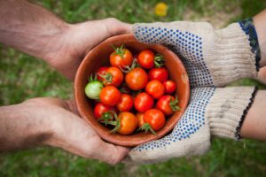 bowl of fresh picked cherry tomatoes