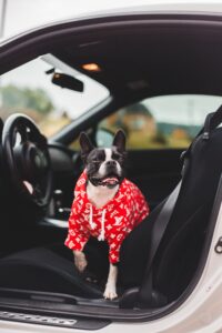 black and white dog sitting in front seat of car