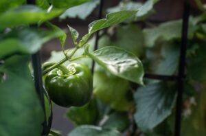 green pepper on a plant in a garden