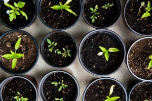 plant starts in small pots, view from above.