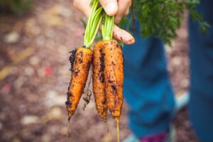 hand holding fresh picked carrots by the tops