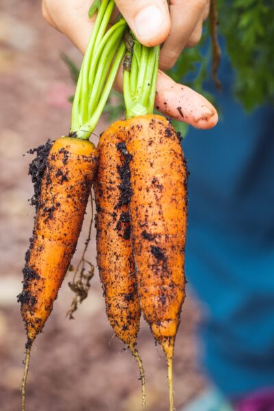 11 Wellness Benefits of Gardening as a Hobby