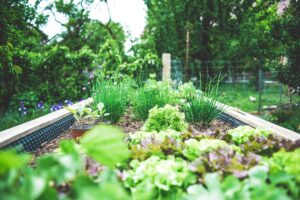 raised bed with salad greens planted in it