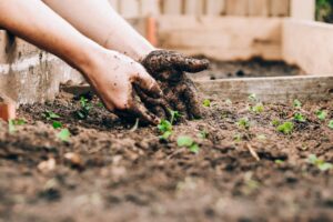 2 hands playing in soil with small plants around them