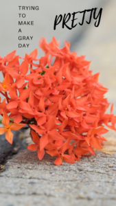 gray day quote with big orange flower