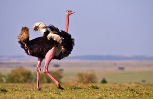 Ostrich Method Stop Avoiding your Money! Tips for Sorting out your Finances ...