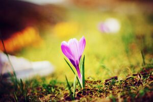 small purple flower emerging from the ground